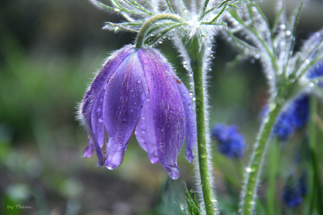 Обои картинки фото автор, thean, цветы, анемоны, адонисы, капли, сон-трава