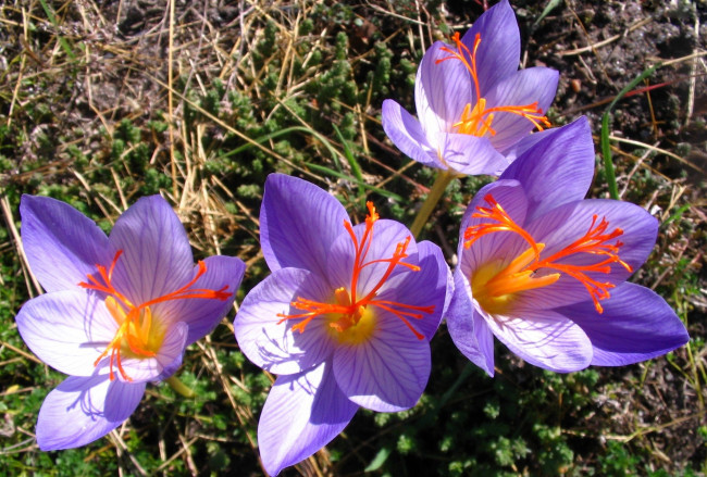 Обои картинки фото цветы, крокусы, лепестки