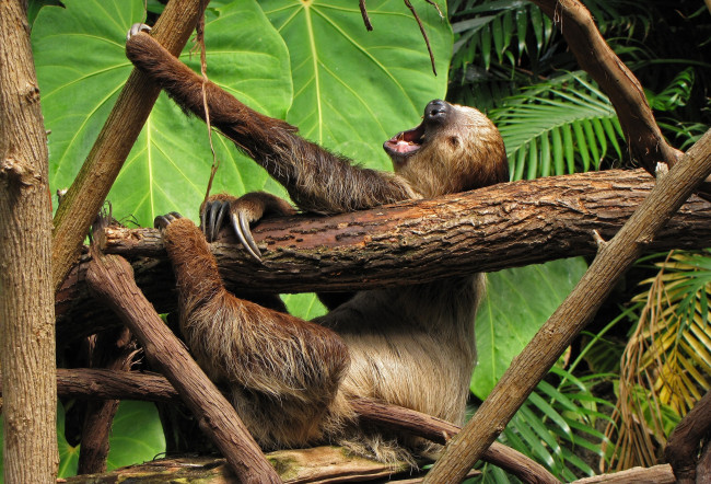 Обои картинки фото животные, ленивцы, ветки, лапы