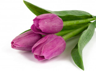 Картинка цветы тюльпаны