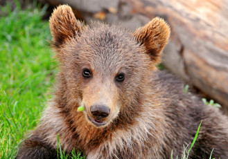 Картинка животные медведи мишутка