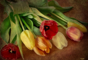 Картинка цветы тюльпаны бутоны