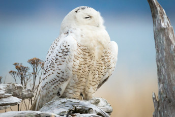 Картинка животные совы полярная сова