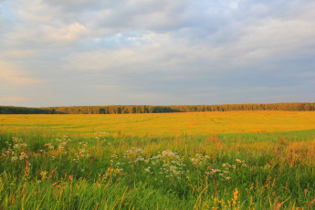 Картинка природа поля поле