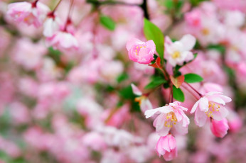 Картинка цветы цветущие деревья кустарники цветение макро