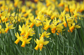 Картинка цветы нарциссы жёлтые