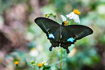 Картинка животные бабочки крылья