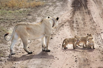 Картинка животные львы львята семейство