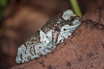 Картинка животные лягушки жабовидная квакша