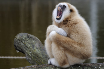 обоя животные, обезьяны, гиббон, пение