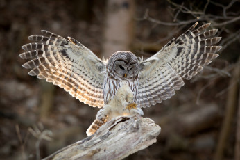 Картинка животные совы крылья