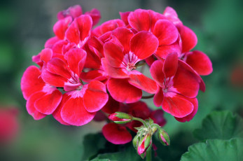 Картинка цветы герань соцветие алый