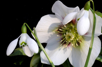 Картинка цветы разные вместе подснежники морозник геллеборус