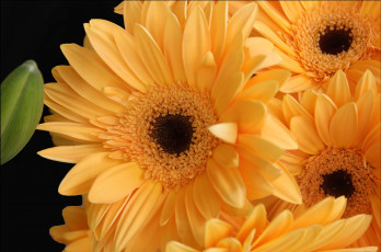 Картинка цветы герберы желтый