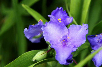 Картинка цветы традесканции сиреневый