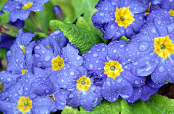 Картинка цветы примулы капли сиреневый