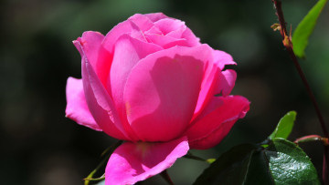 Картинка цветы розы розовый