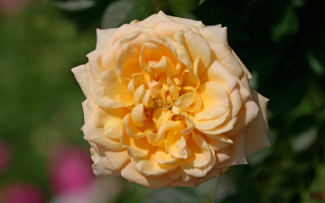 Картинка цветы розы роза