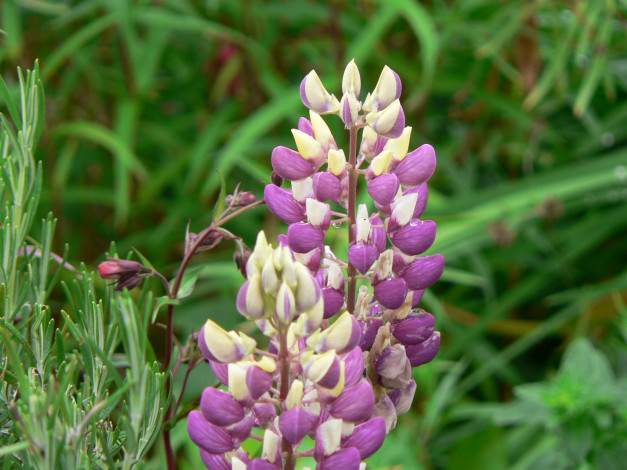 Обои картинки фото цветы, люпин, лепестки