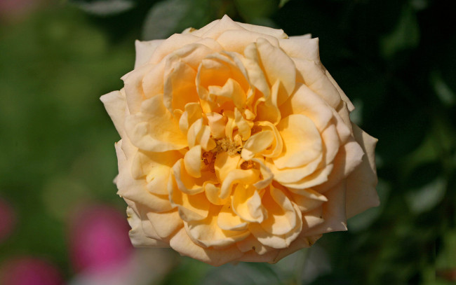 Обои картинки фото цветы, розы, роза