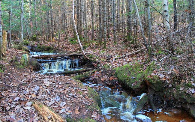 Обои картинки фото природа, лес, овраз, ручей, сучья, листва