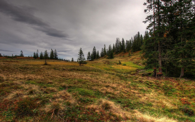 Обои картинки фото природа, поля, лес, поле, жухлая, трава, тучи