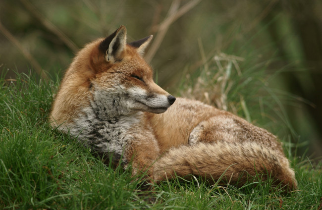 Обои картинки фото животные, лисы, рыжая