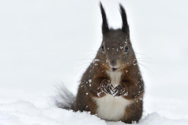 Обои картинки фото животные, белки, снег, кисточки