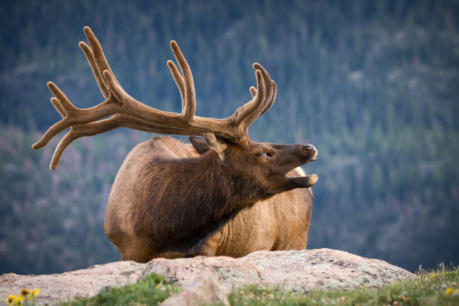 Обои картинки фото животные, олени, рога