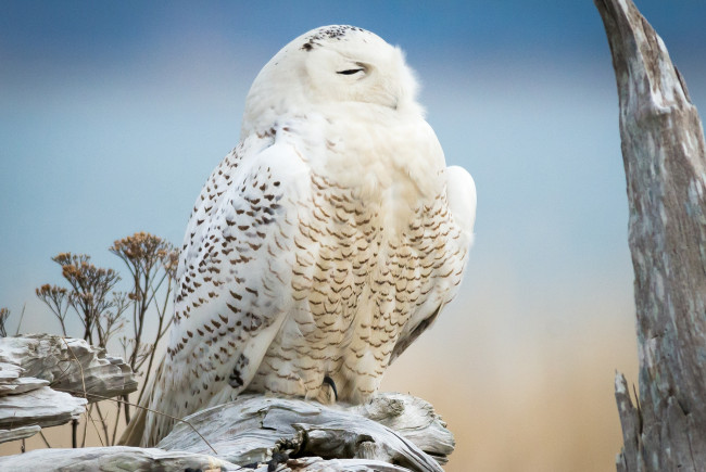 Обои картинки фото животные, совы, полярная, сова