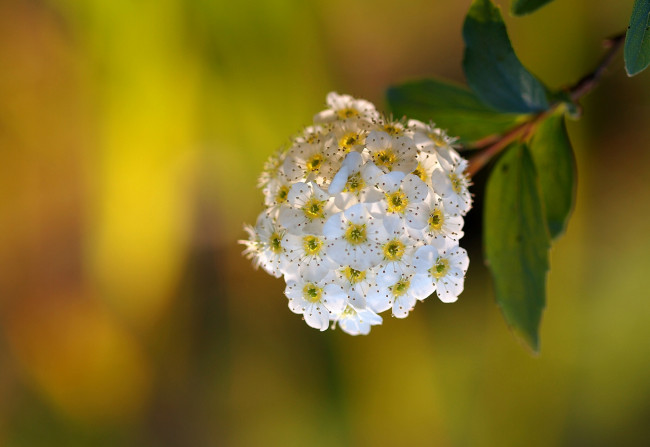 Обои картинки фото цветы, цветущие, деревья, кустарники, соцветие, цветение, макро, ветка
