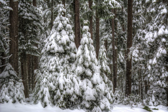 Картинка природа зима снег лес