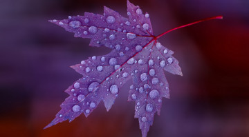 Картинка природа листья лист кленовый осень капли макро