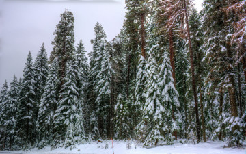 Картинка природа зима снег лес