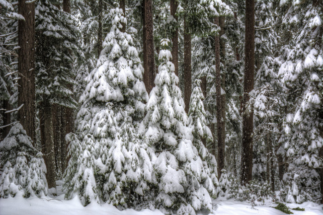 Обои картинки фото природа, зима, снег, лес