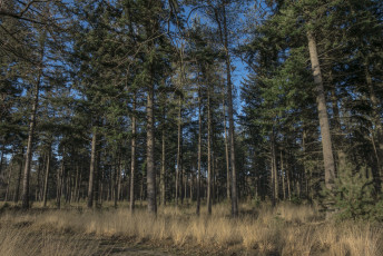 Картинка природа лес деревья