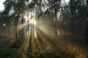 Картинка природа лес деревья