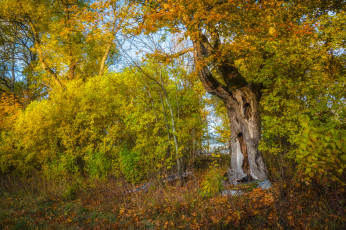 Картинка природа лес деревья