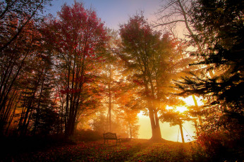 Картинка природа лес деревья