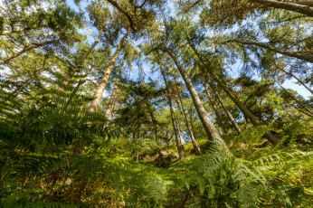 Картинка природа лес деревья