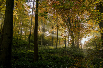 Картинка природа лес деревья