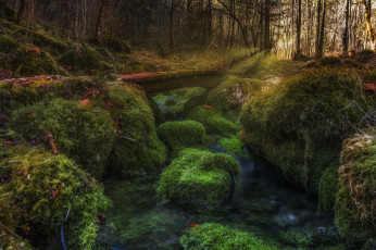 Картинка природа лес деревья