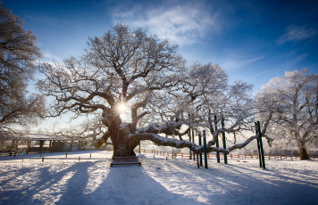 Картинка природа зима снег