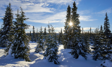 Картинка природа зима снег