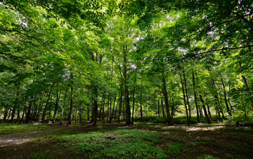 Картинка природа лес деревья