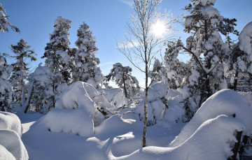 Картинка природа зима снег