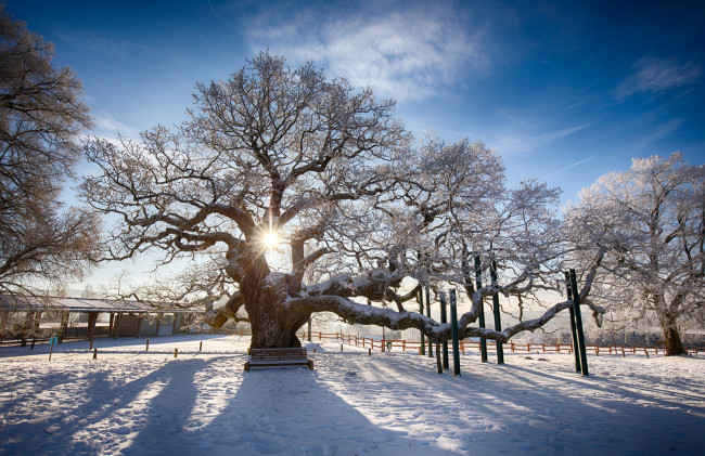 Обои картинки фото природа, зима, снег