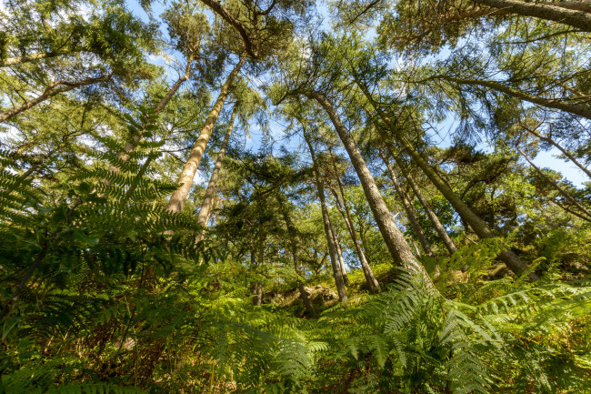 Обои картинки фото природа, лес, деревья