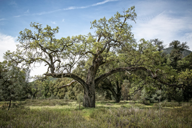Обои картинки фото природа, лес, деревья