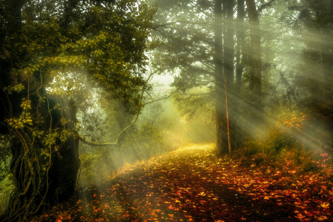 Обои картинки фото природа, лес, деревья